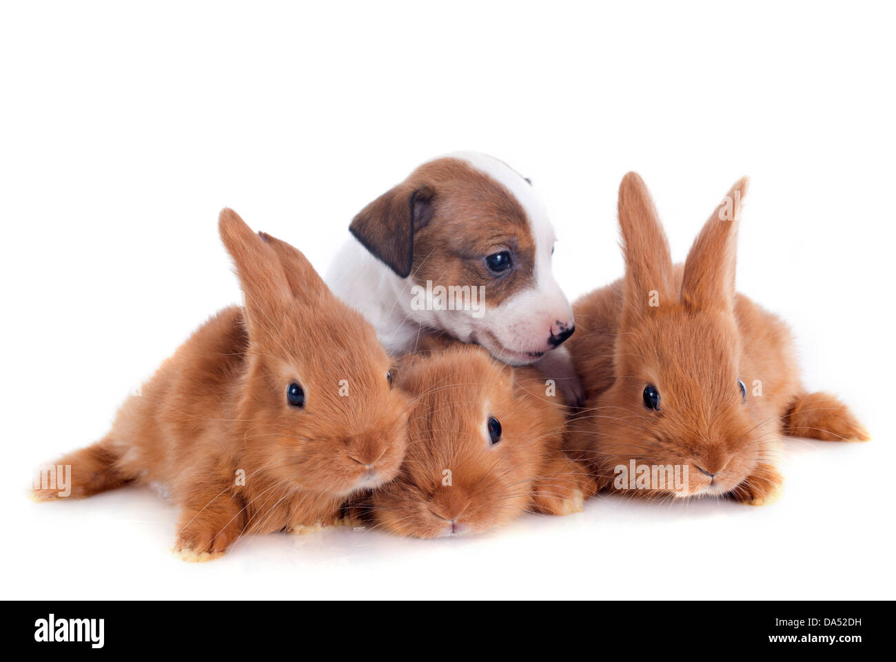 Domestic pet rabbits indoors High Resolution Stock Photography and ...