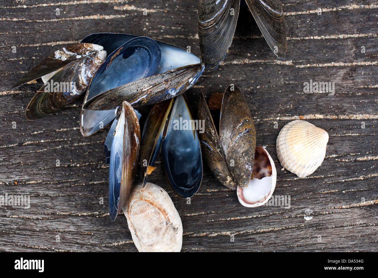 Cockle and mussel shells hires stock photography and images Alamy