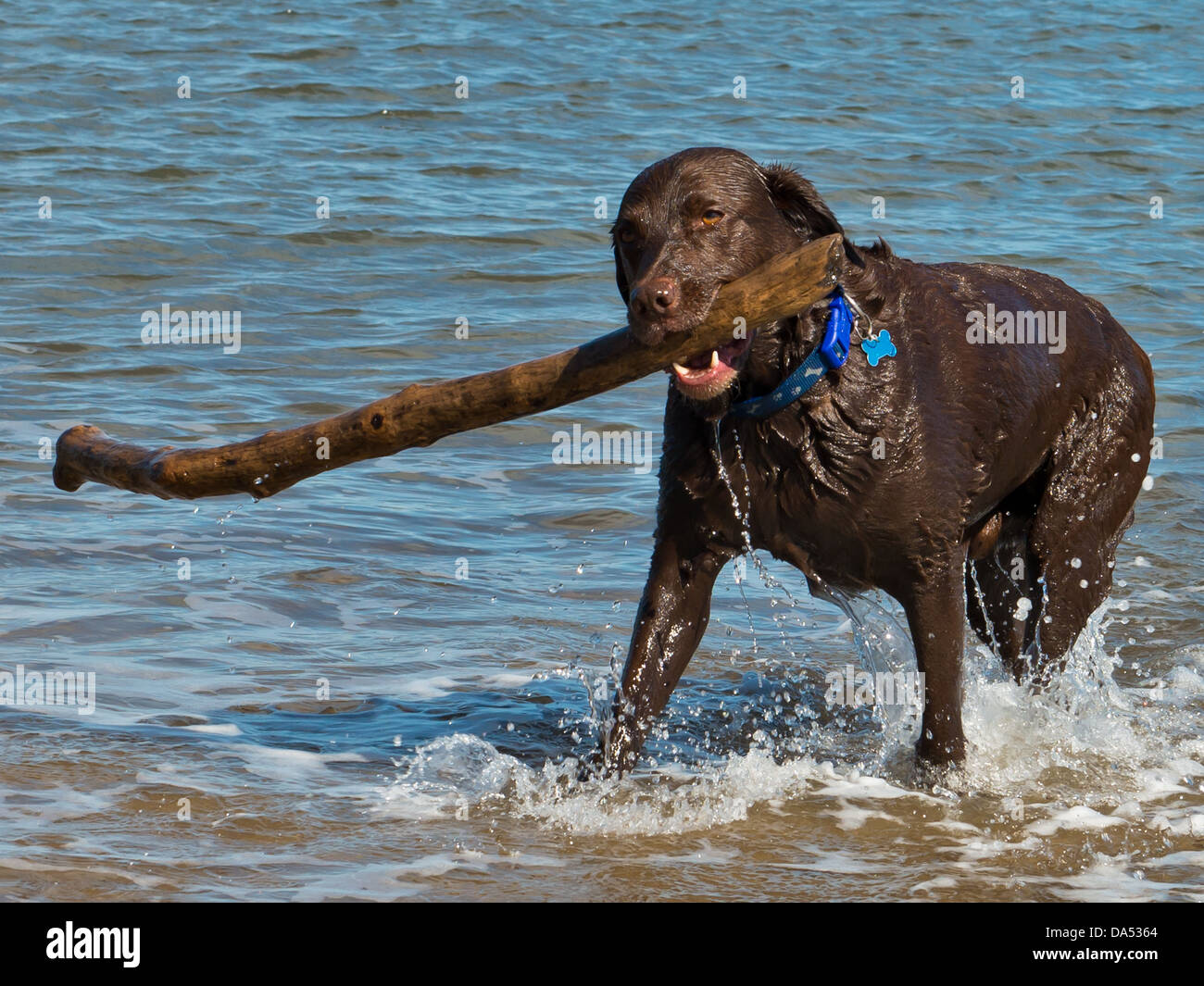 Labrador retrieving long stick in the sea at Runswick Bay, UK Stock Photo