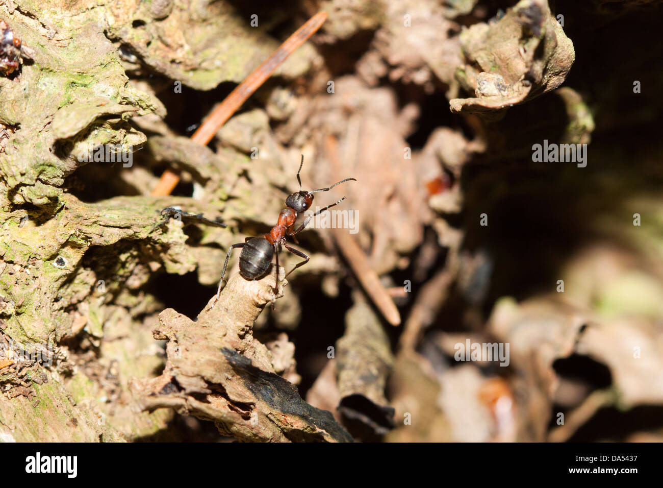 Wood ants uk hires stock photography and images Alamy