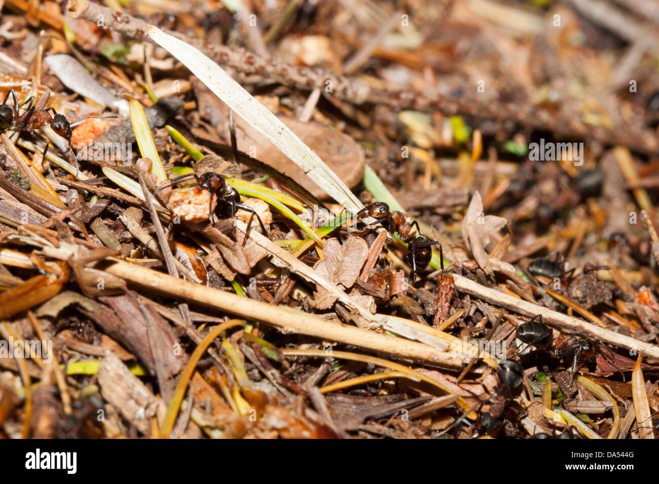 Southern wood ants Formica rufa, New Forest, Hampshire, England, UK