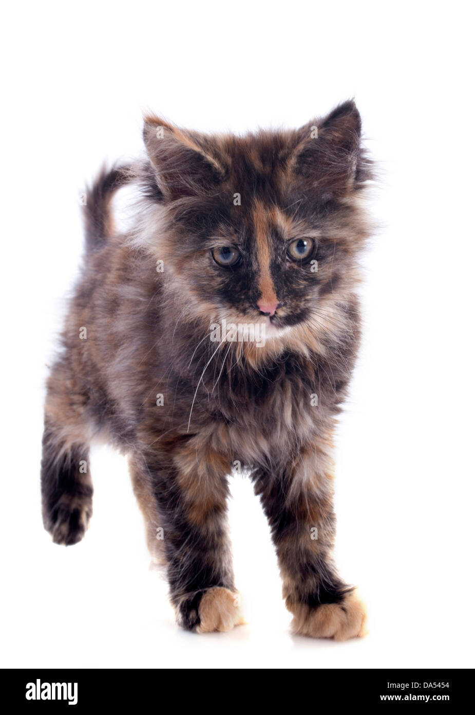 portrait of a purebred maine coon kitten on a white background Stock