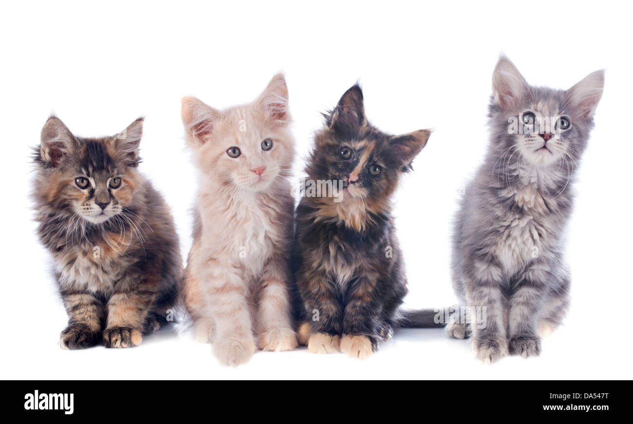 portrait of a purebred maine coon kitten on a white background Stock