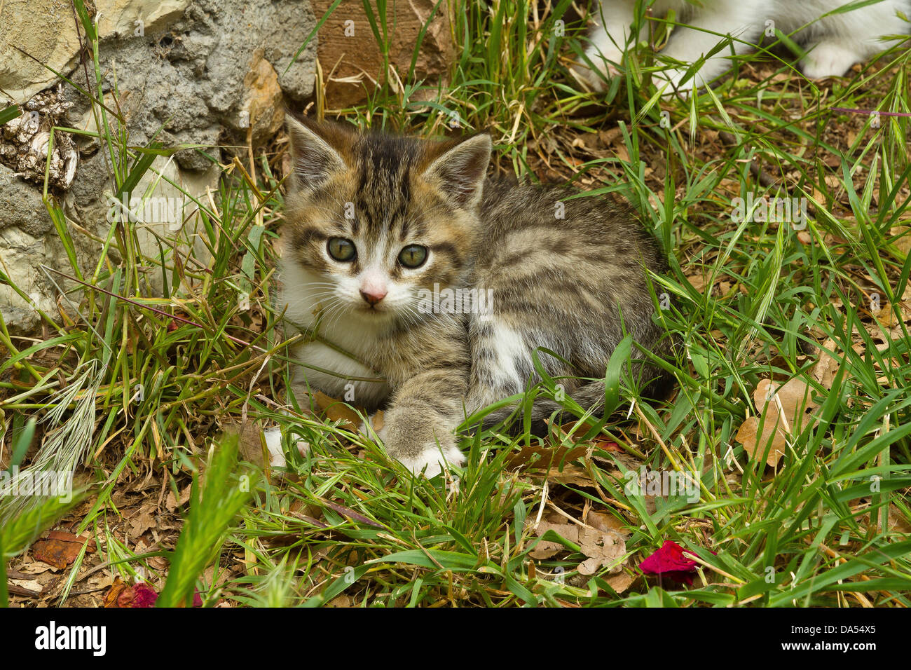 Animal, cat, kitten, young, garden, domestic animal, pet, meadow Stock Photo