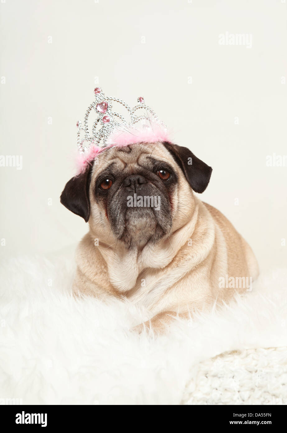 small dog lying on a white fur with a crown on his head, white background, looking at the camera Stock Photo