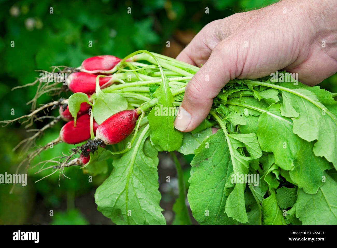 Close up of man person holding Bunch of freshly harvested radishes radish (Raphanus Sativus) England UK United Kingdom GB Great Britain Stock Photo