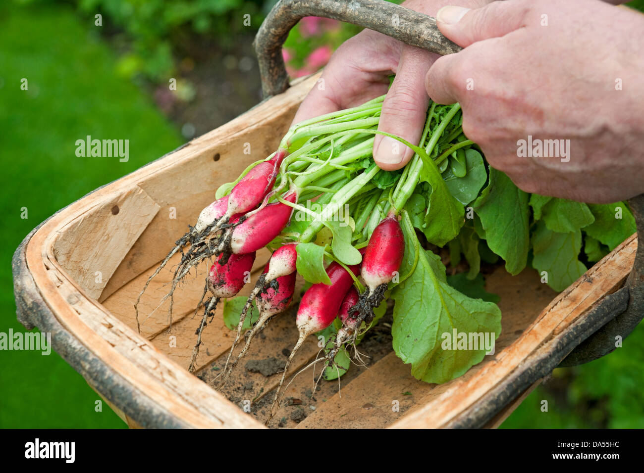 Close up of man person putting Bunch of freshly harvested radishes in a trug (Raphanus Sativus) England UK United Kingdom GB Great Britain Stock Photo