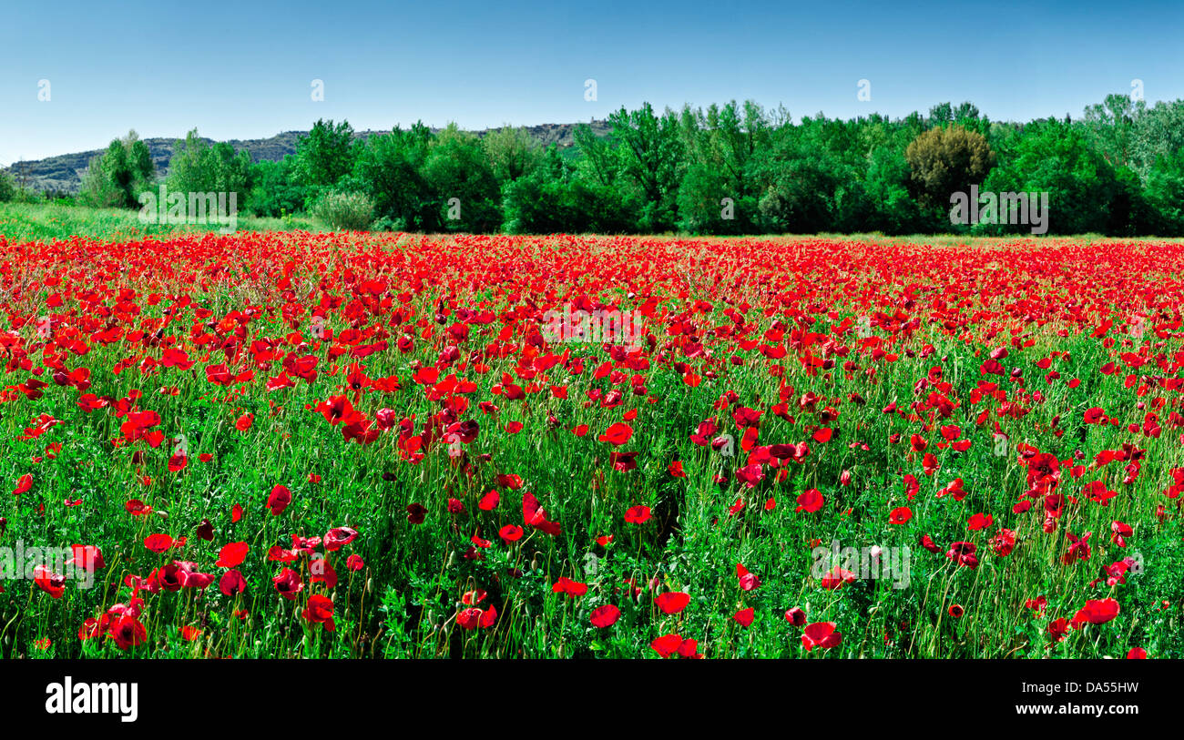 Field, poppy, red, green, Volterra, Italy, Europe, Tuscany, Toscana, Stock Photo