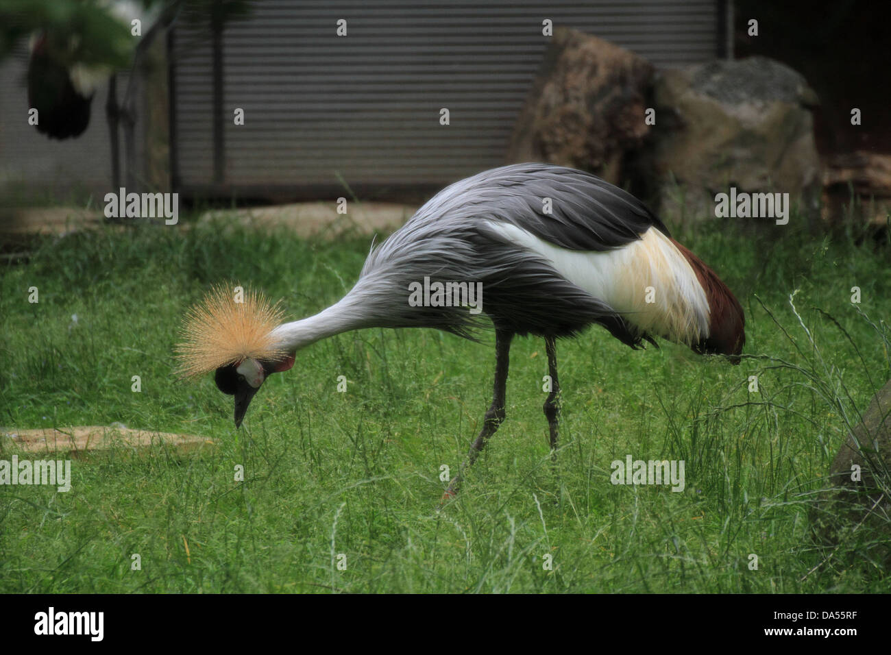 East African crowned crane (Balearica regulorum gibbericeps) feeding from the ground Stock Photo