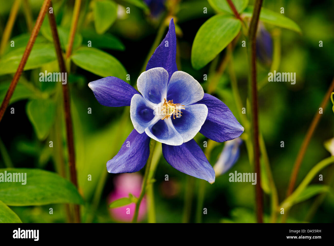 Close up of single purple Aquilegia vulgaris flower (common names Columbine or Grannys Bonnet) England UK United Kingdom GB Great Britain Stock Photo