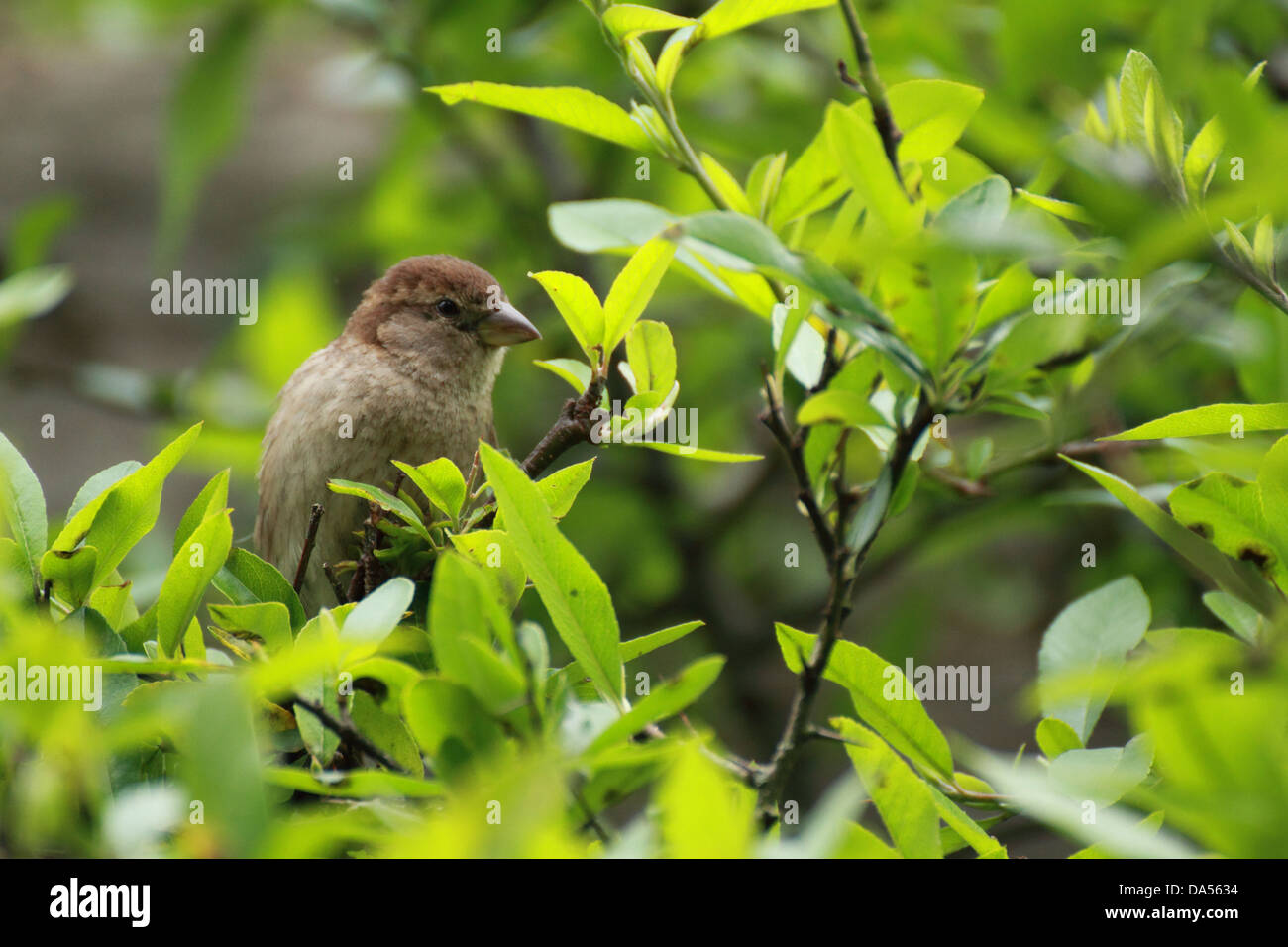 Common sparrow hi-res stock photography and images - Alamy