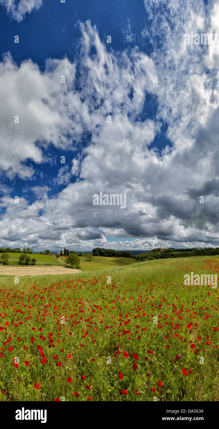 Murlo, Italy, Europe, Tuscany, Toscana, fields, scenery, green, clouds, poppy Stock Photo
