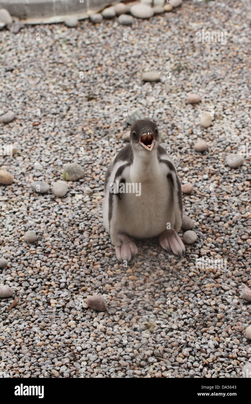 baby Gentoo penguin (Pygoscelis papua) Stock Photo