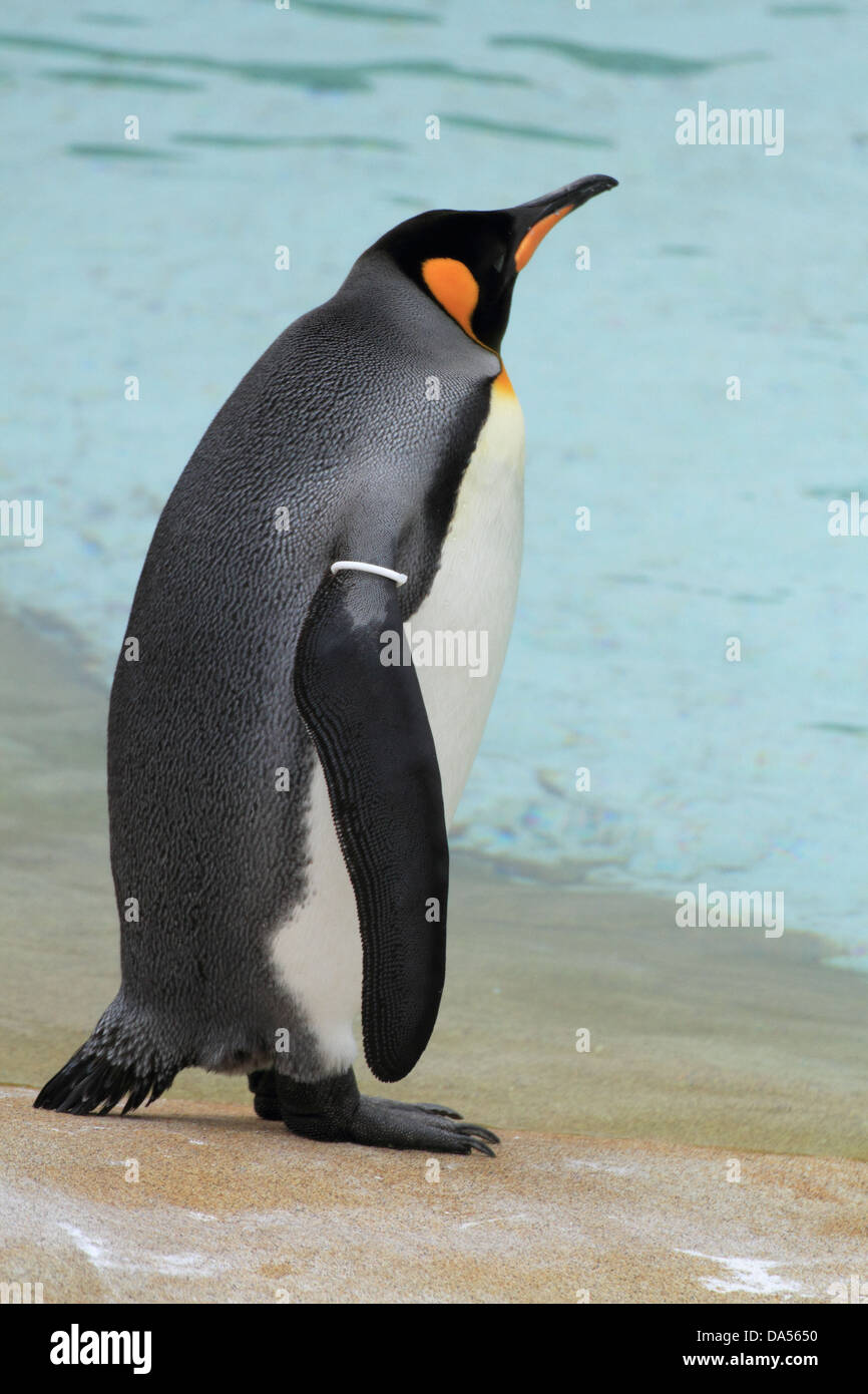 King penguin (Aptenodytes patagonicus) in captivity Stock Photo