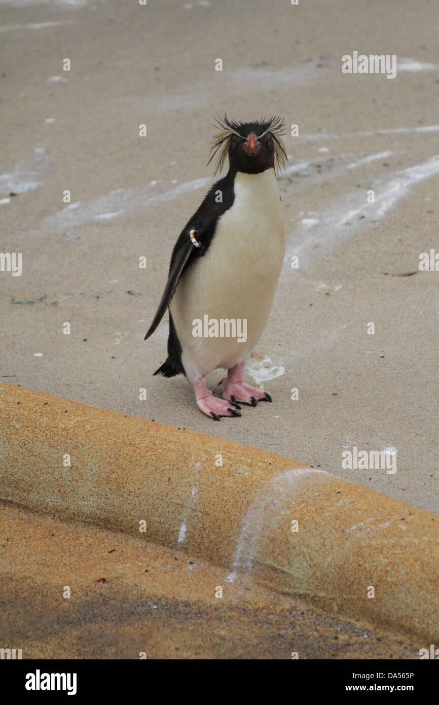 Rockhopper penguin (Eudyptes moseleyi) Stock Photo