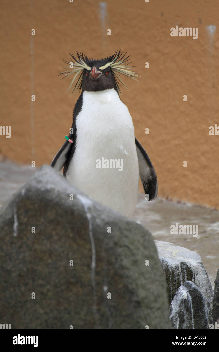 Rockhopper penguin (Eudyptes moseleyi) Stock Photo