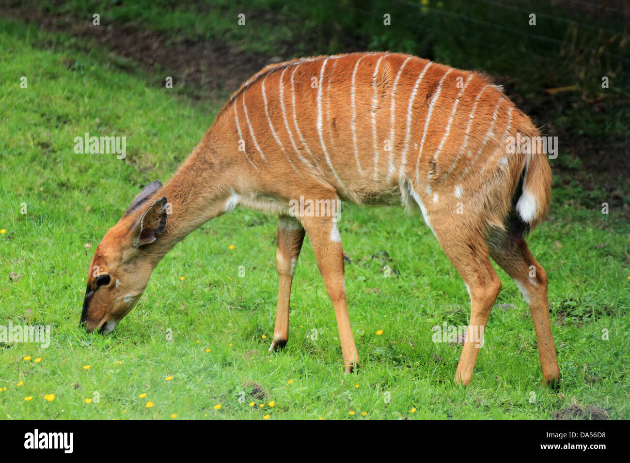 Nayla (Tragelaphus angasii) grazing in a field Stock Photo