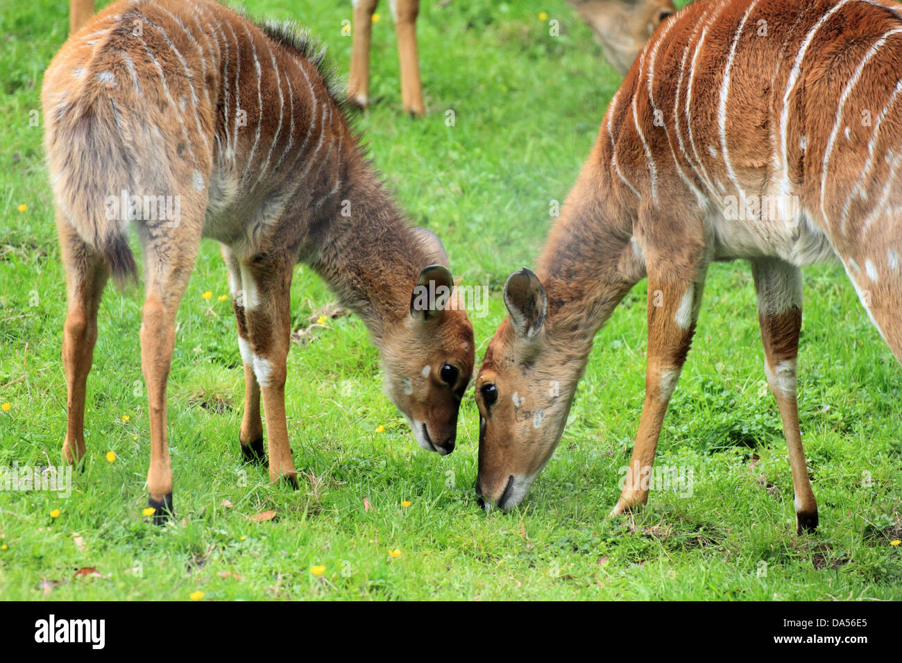 Nayla (Tragelaphus angasii) with their young embracing Stock Photo