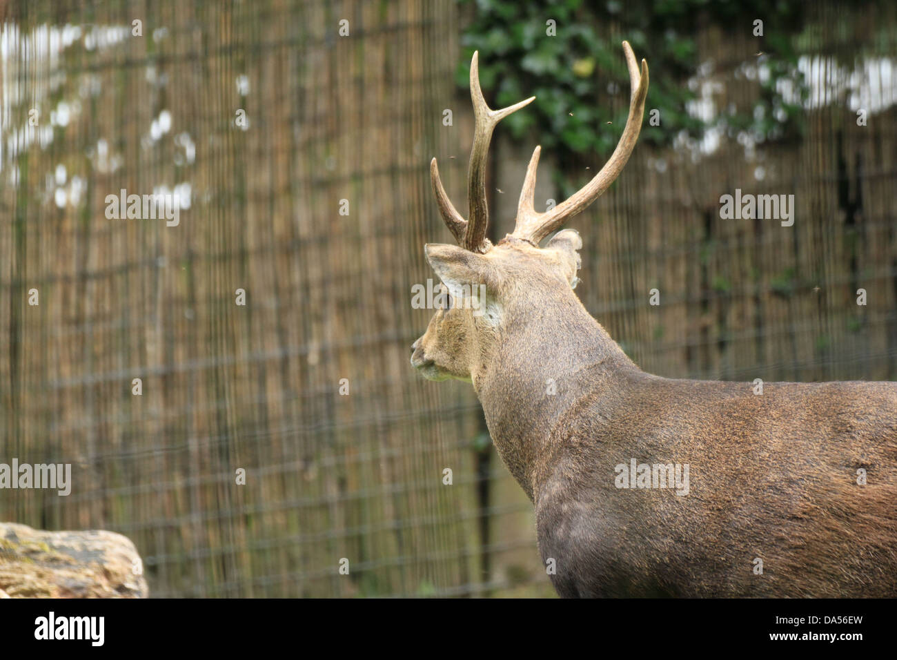 Kuhl's hog deer (Axis kuhlii) Stock Photo