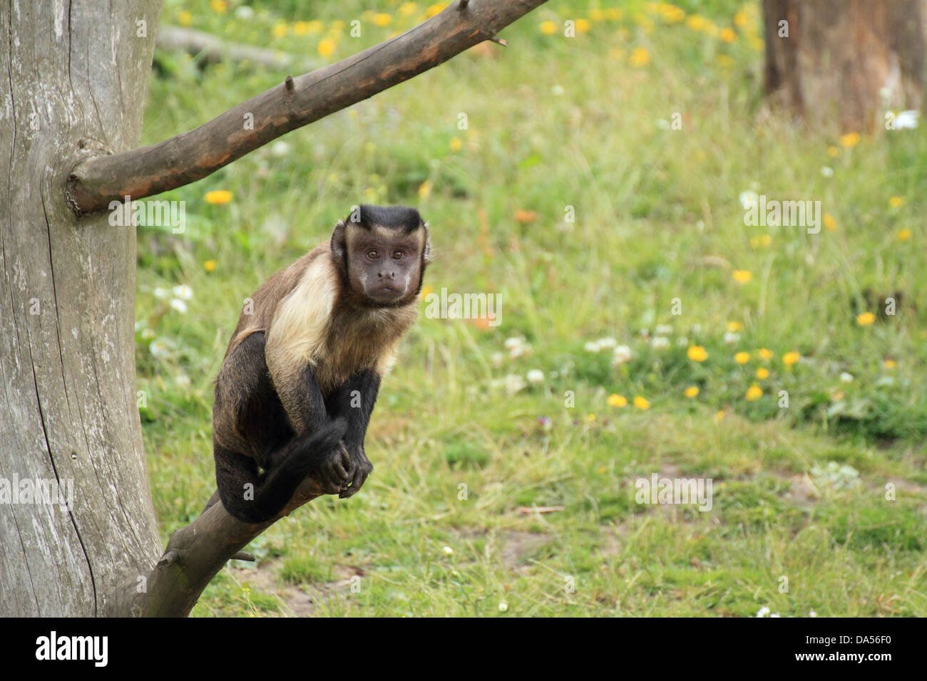 Brown Capuchin (Cebus apella) Monkey sitting in a tree Stock Photo