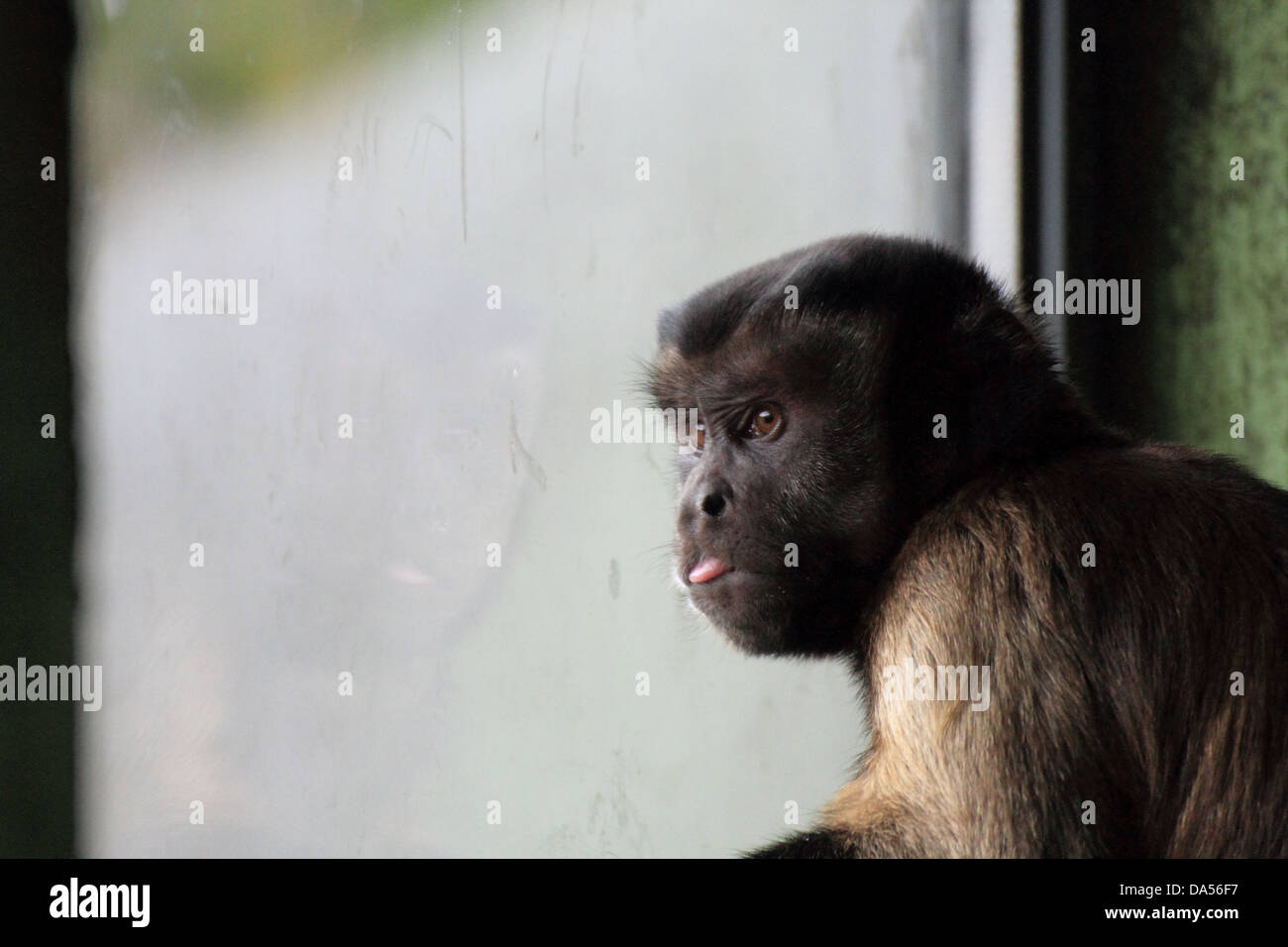Brown Capuchin (Cebus apella) Monkey staring out the window with tongue out Stock Photo