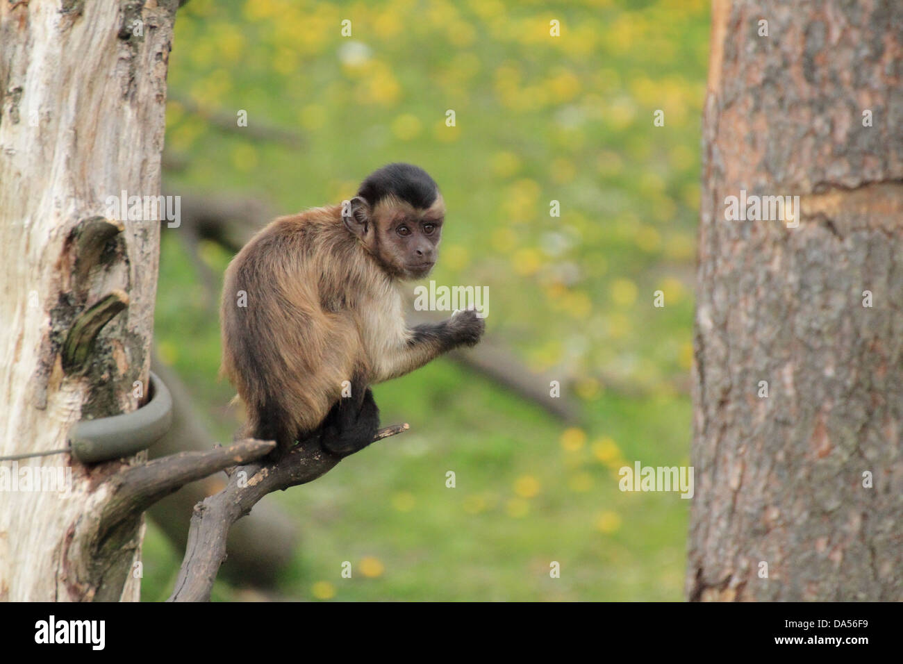 Brown Capuchin (Cebus apella) Monkey sitting in a tree Stock Photo