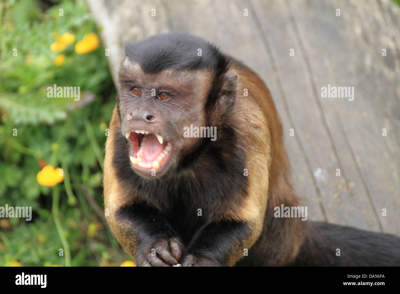 Brown Capuchin (Cebus apella)  Monkey calling Stock Photo