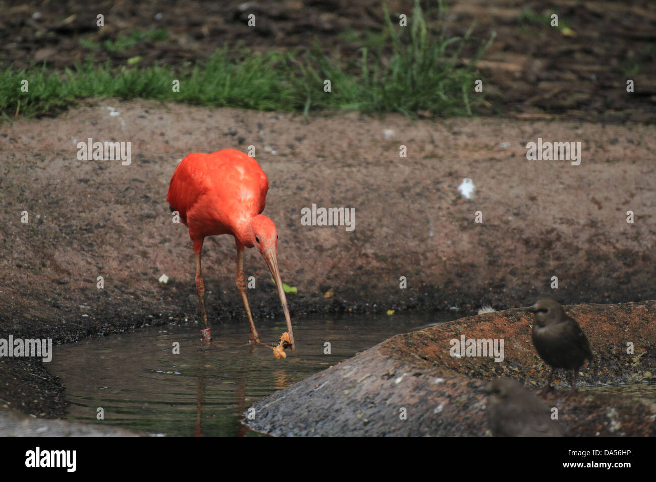 Scarlet Ibis (Eudocimus ruber) drinking from a pond. Stock Photo