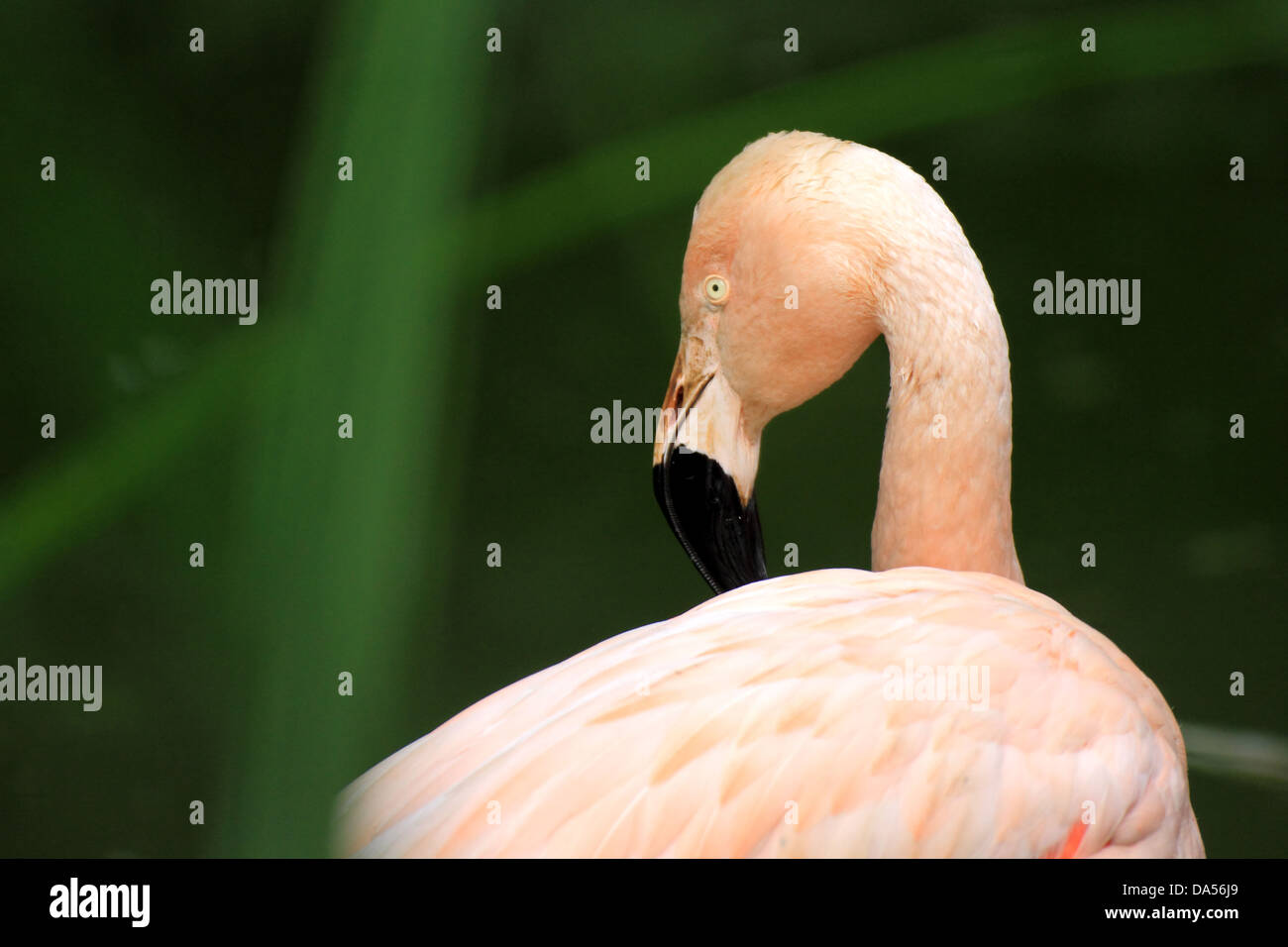 Chilean Flamingo (Phonicopterus Chilensis) looking back with green background Stock Photo