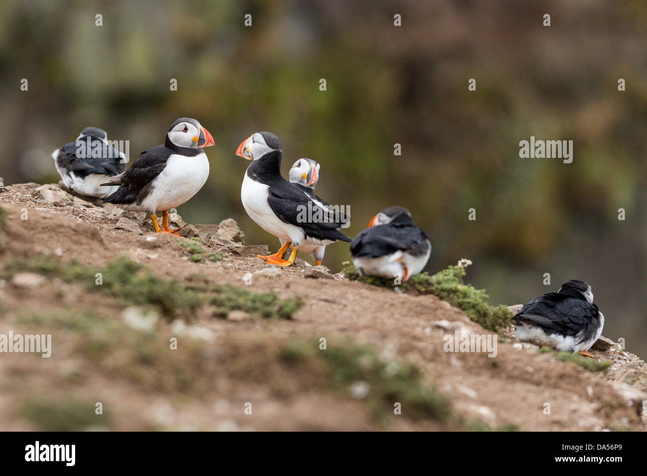 A group of Puffin (Fratercula arctica) on the Pembrokeshire Island of Skomer. Stock Photo
