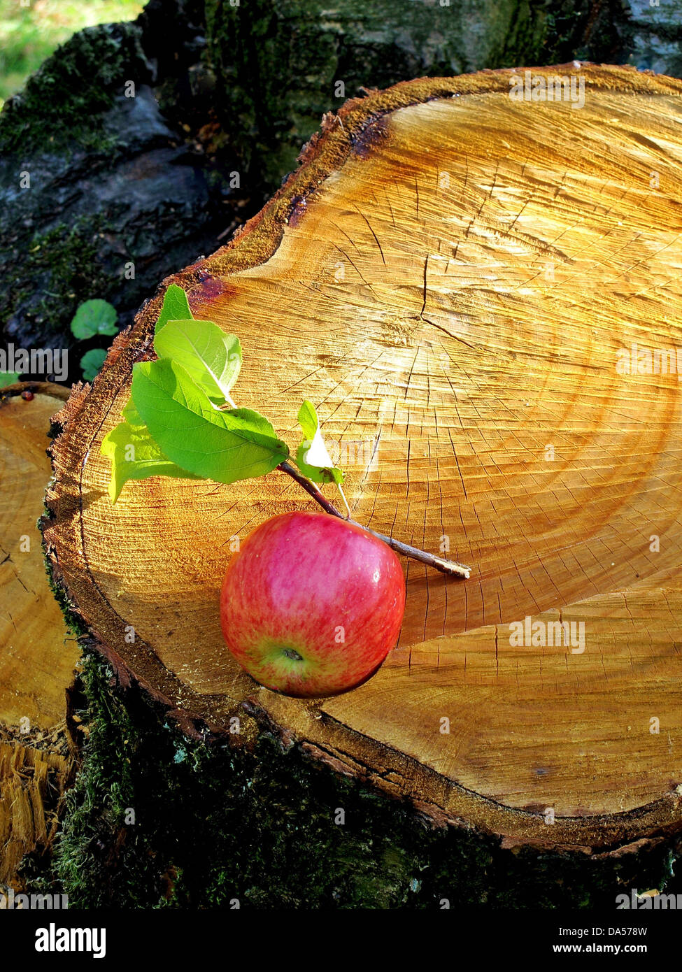 Tree, tree stump, rhizome, annual rings, apple, wood, cross section, cut, forestry Stock Photo