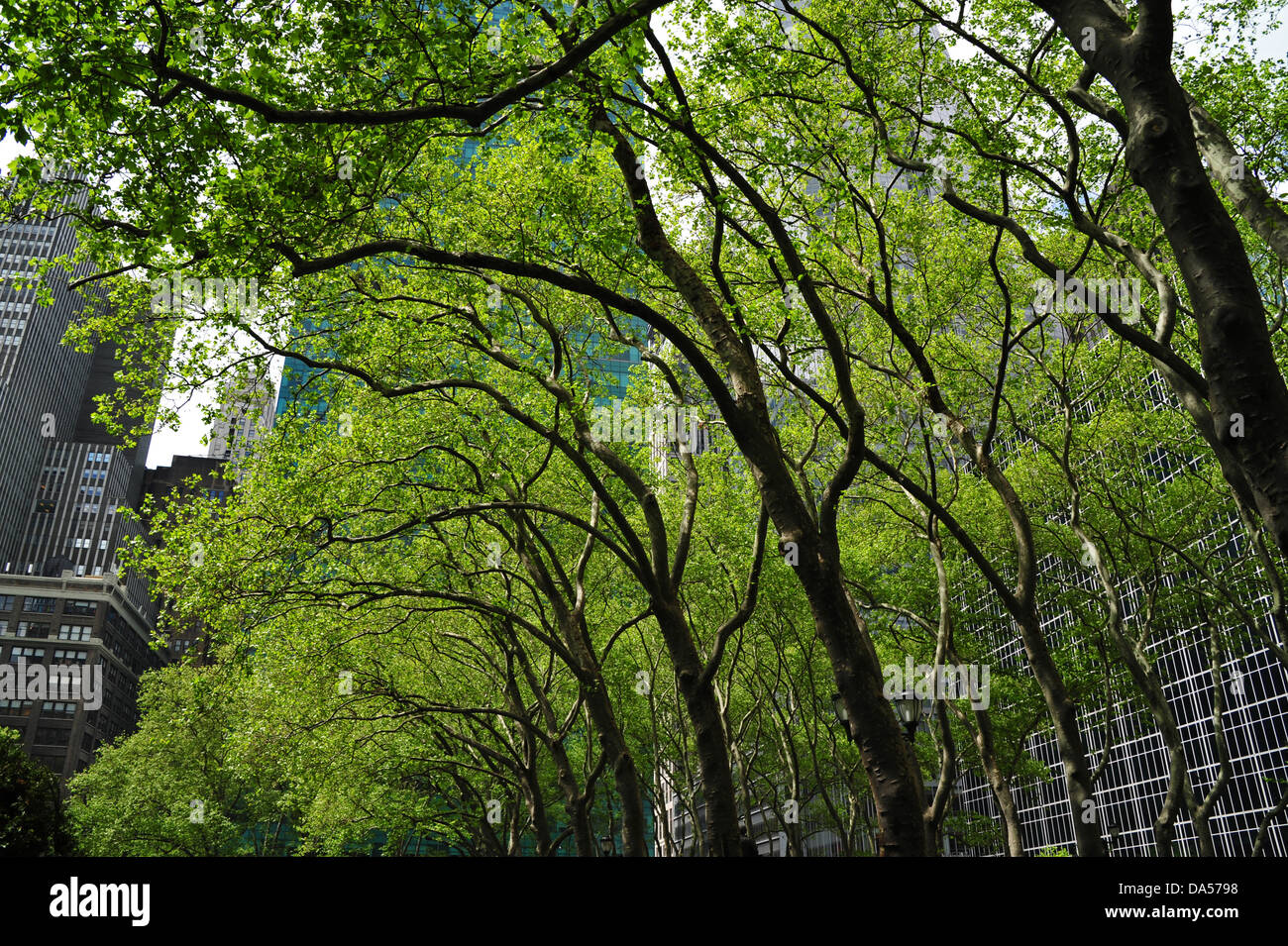 Trees at Bryant Park NYC Stock Photo - Alamy
