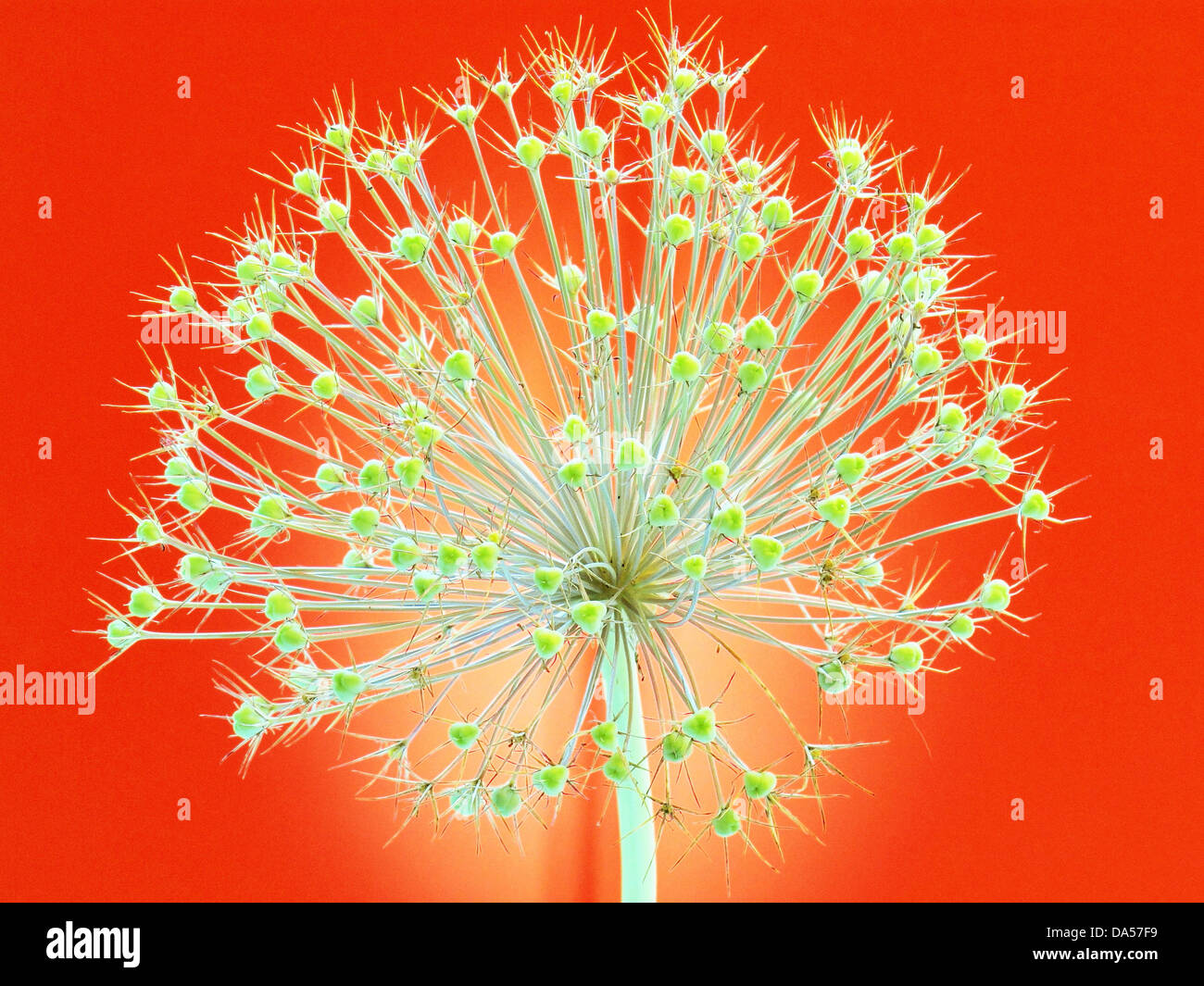 Flower, wilts, Allium, Konzept, Stern, concepts, star, light, red, alienated Stock Photo