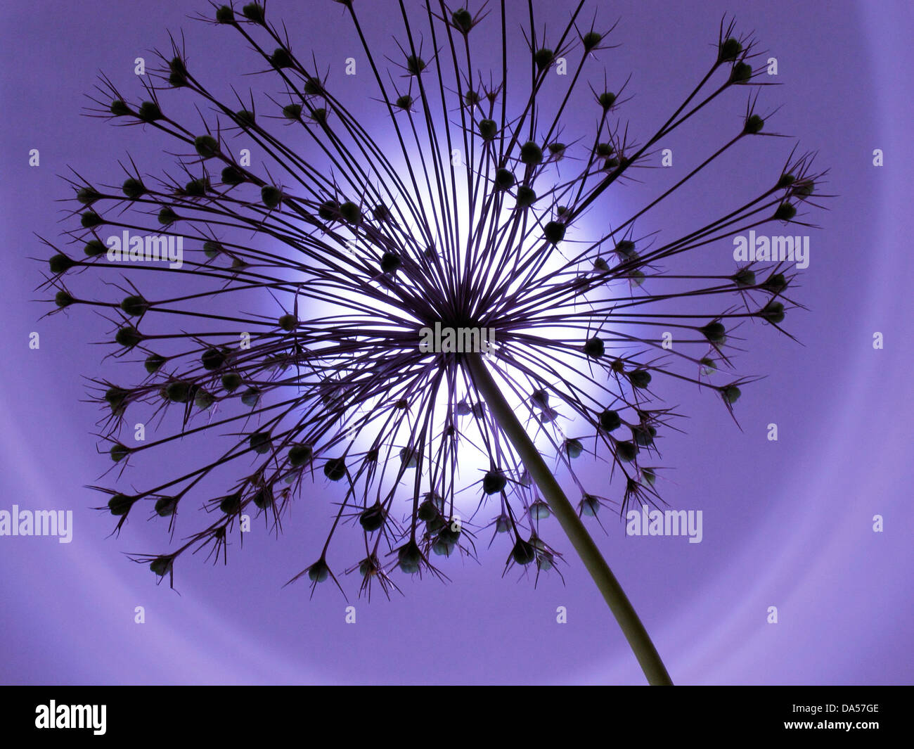 Flower, wilts, Allium, Konzept, Stern, concepts, star, light, blue Stock Photo