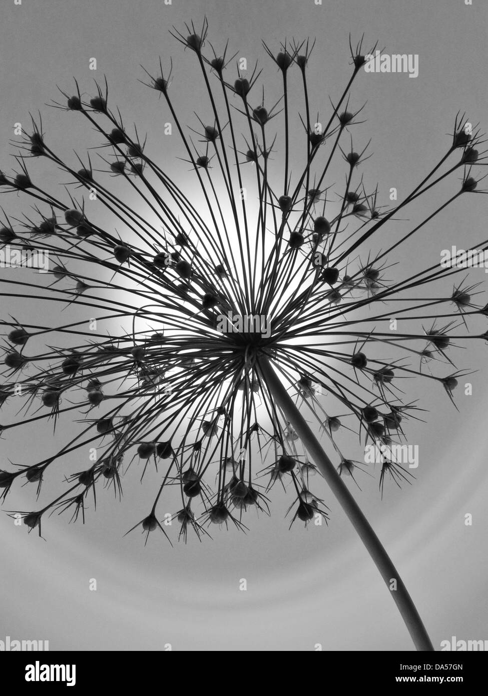 Flower, wilts, Allium, Konzept, Stern, concepts, star, light, gray Stock Photo