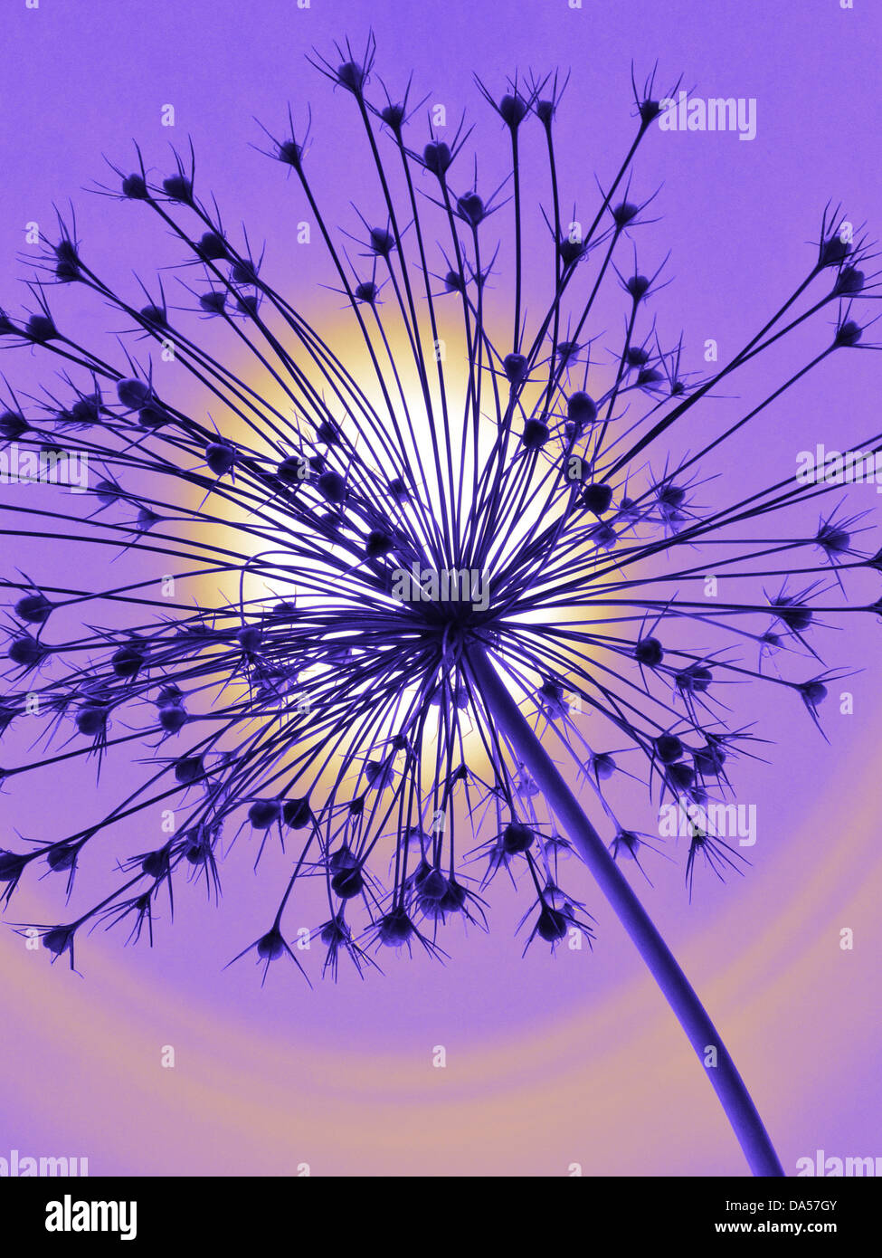 Flower, wilts, Allium, Konzept, Stern, concepts, star, light, blue, alienated Stock Photo