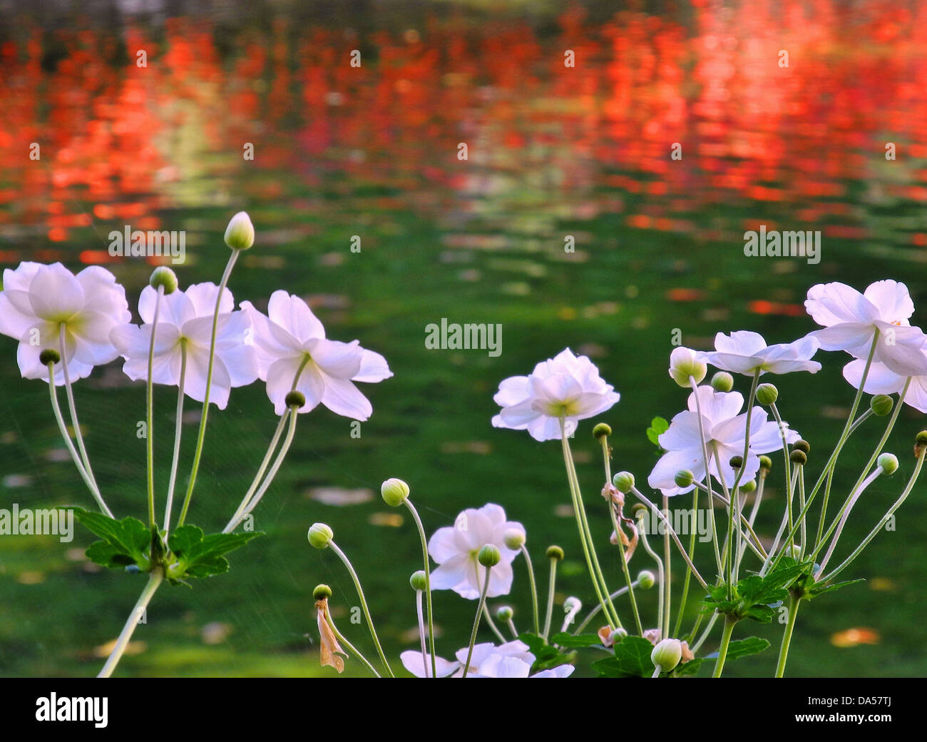 Flowers, anemones, autumn anemones, waters, reflection, green, red Stock Photo