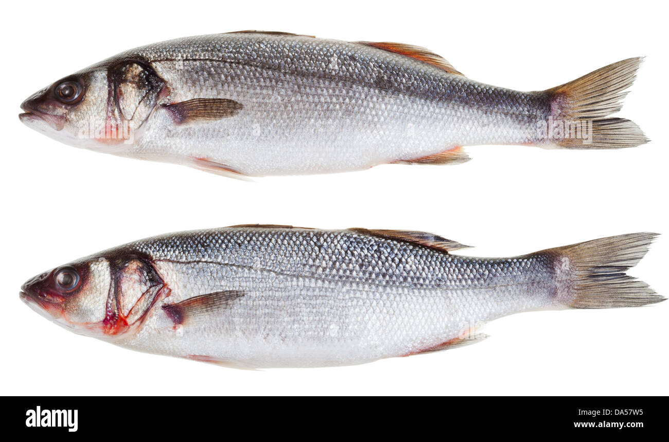 two raw seabass fishes isolated on white background Stock Photo
