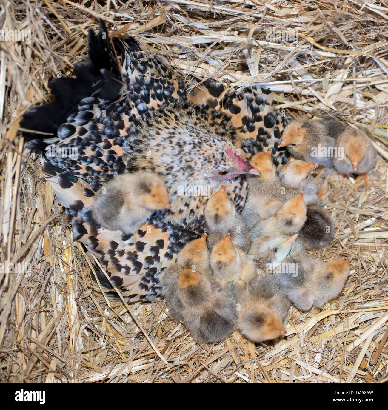 bantam chicken and chick in a nest Stock Photo Alamy