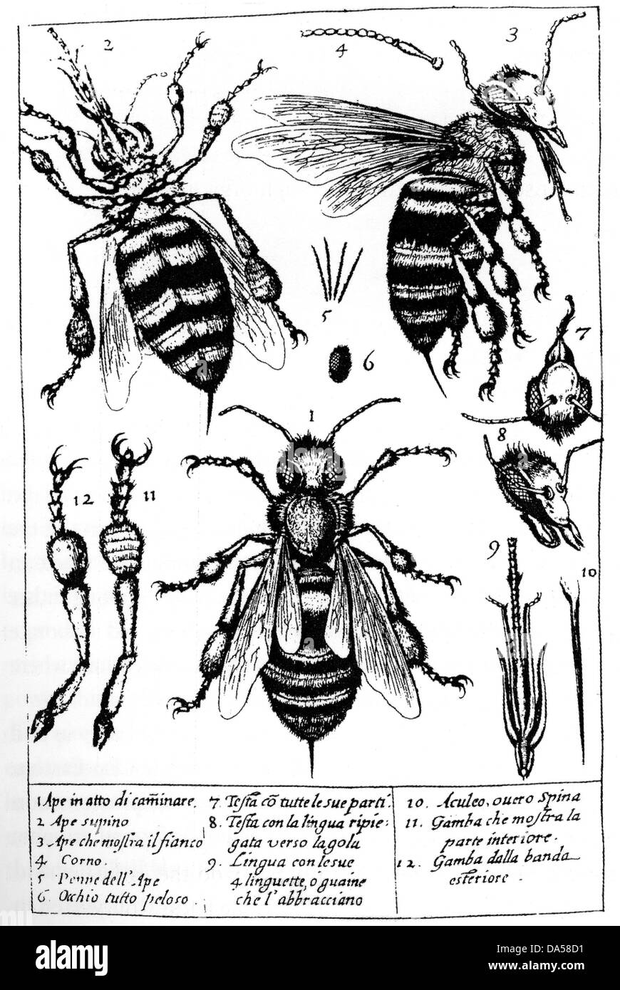 FRANCESCO STELLUTI (1577-1652) Italian polymath. Study of bees from his Persio tradotto published in 1630