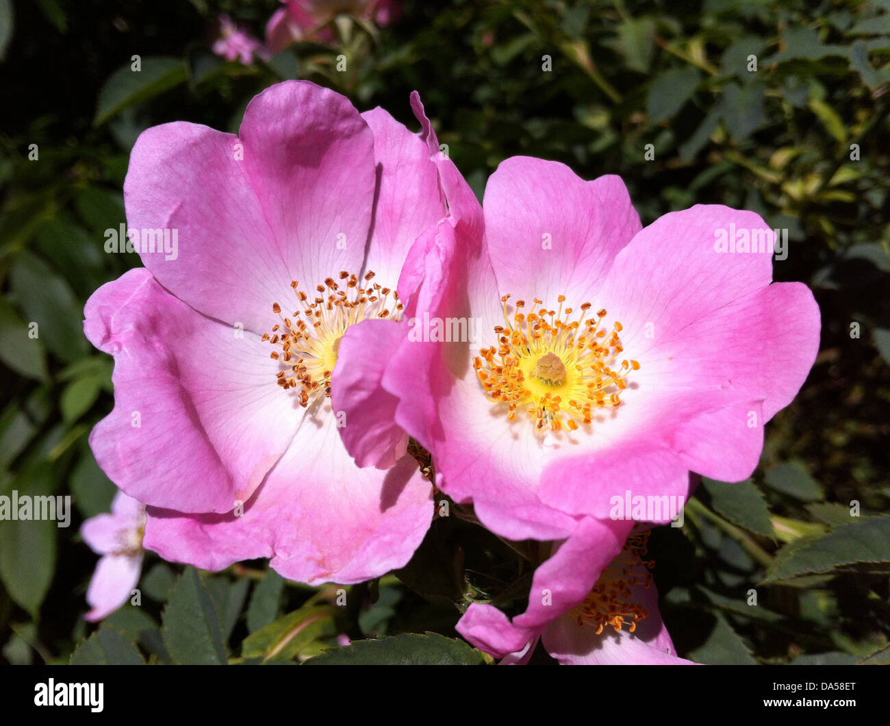 England dog rose hires stock photography and images Alamy