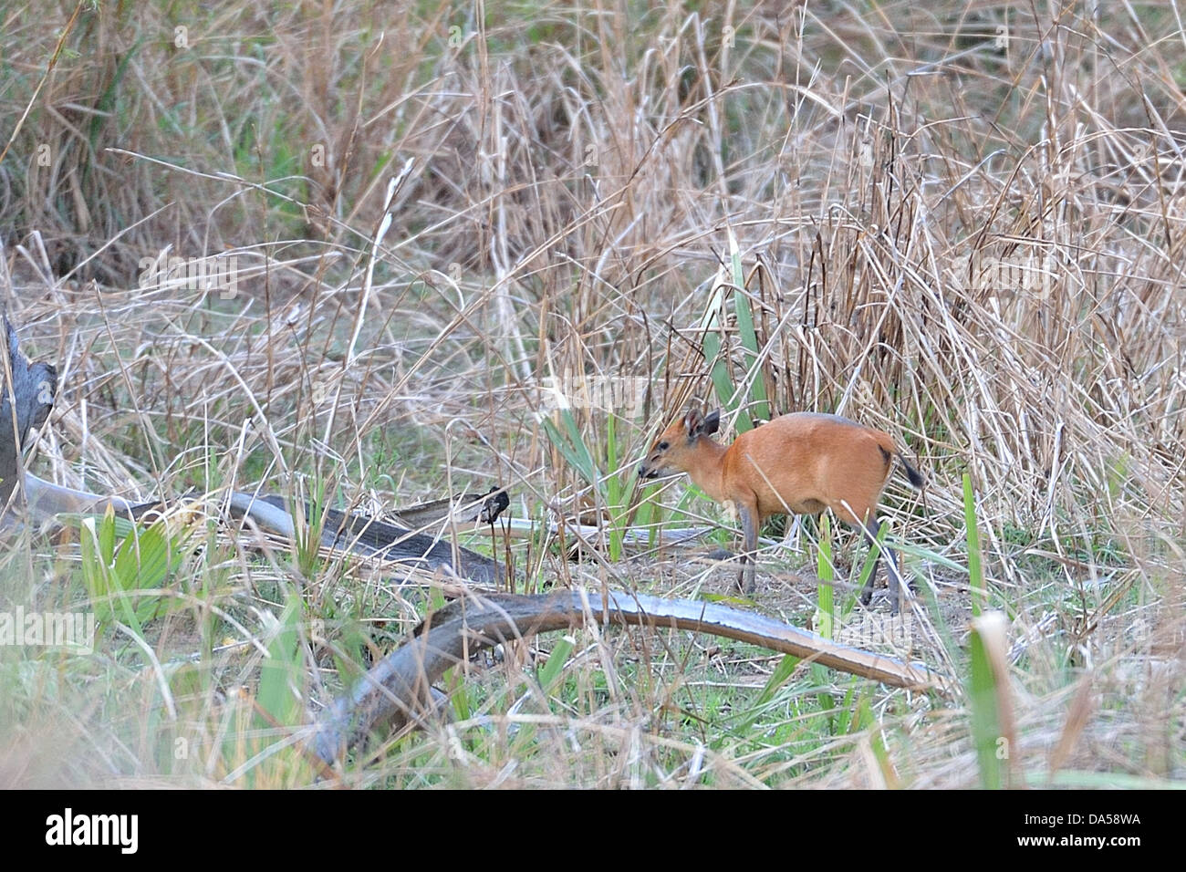 Redflanked Duiker (Cephalophus rufilatus) in the bush Pendjari