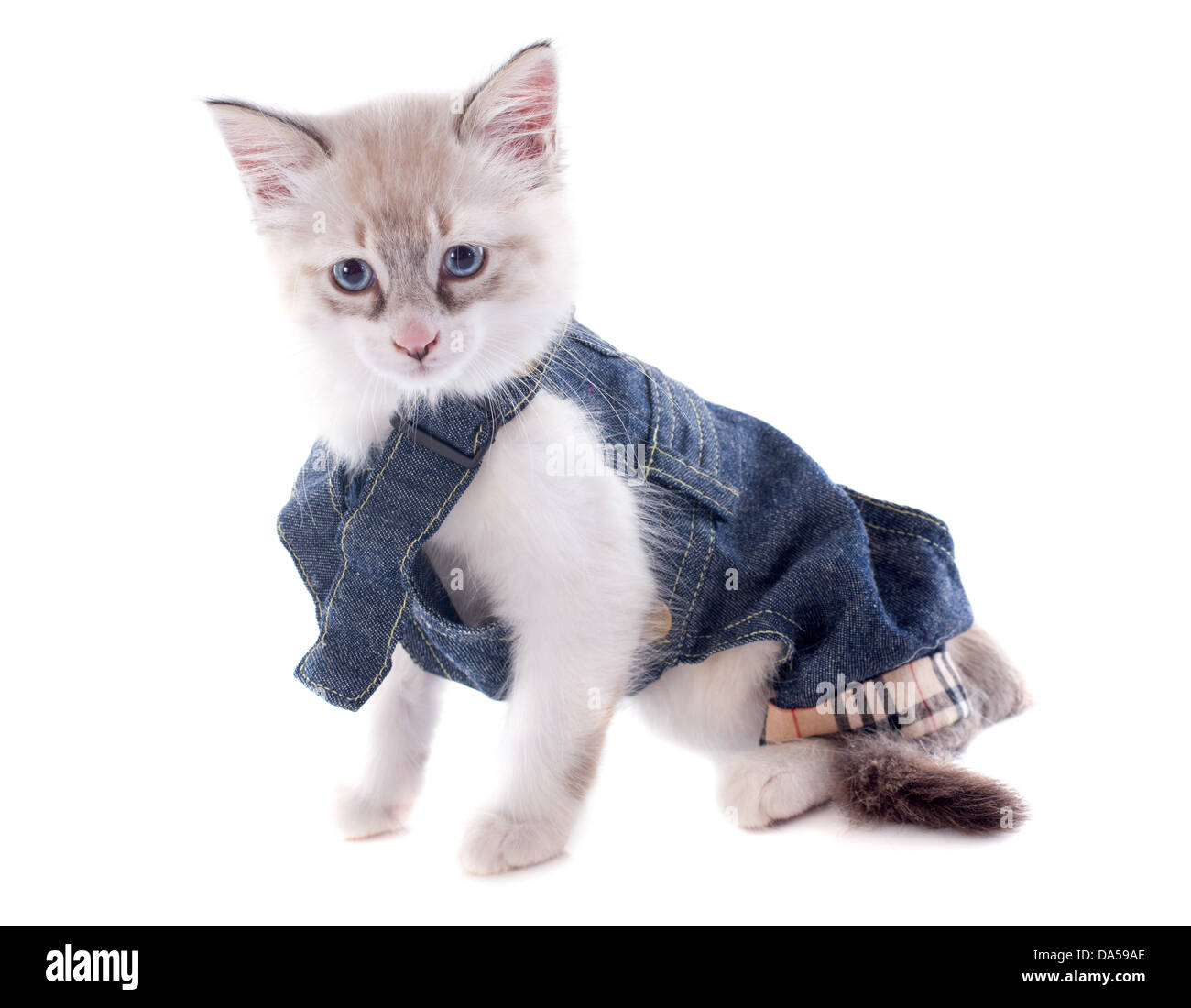 dressed birman kitten in front of white background Stock Photo