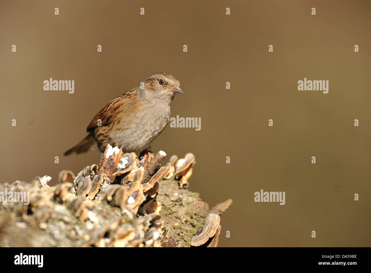 Dunnock accentor - Hedge accentor - Hedge-sparrow (Prunella modularis) perched on dead branch covered with mushrooms in winter Stock Photo