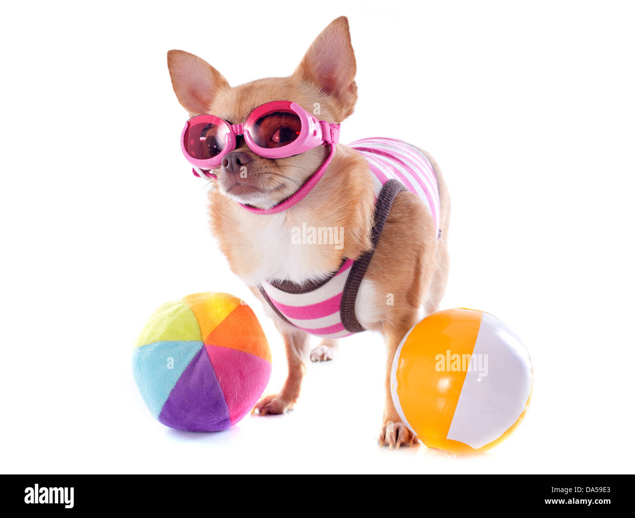portrait of a cute purebred chihuahua with swimming costume and sunglasses in front of white background Stock Photo