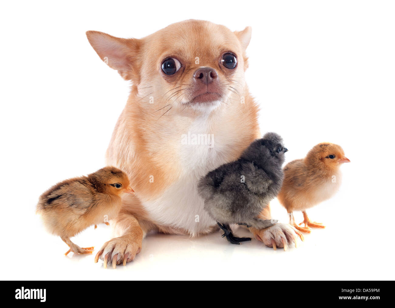 three chicks of bantam silkie and chihuahua on a white background Stock Photo