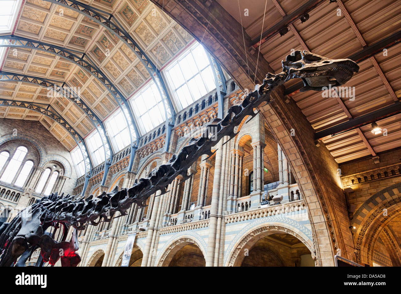 Dinosaur Natural History Museum London High Resolution Stock 