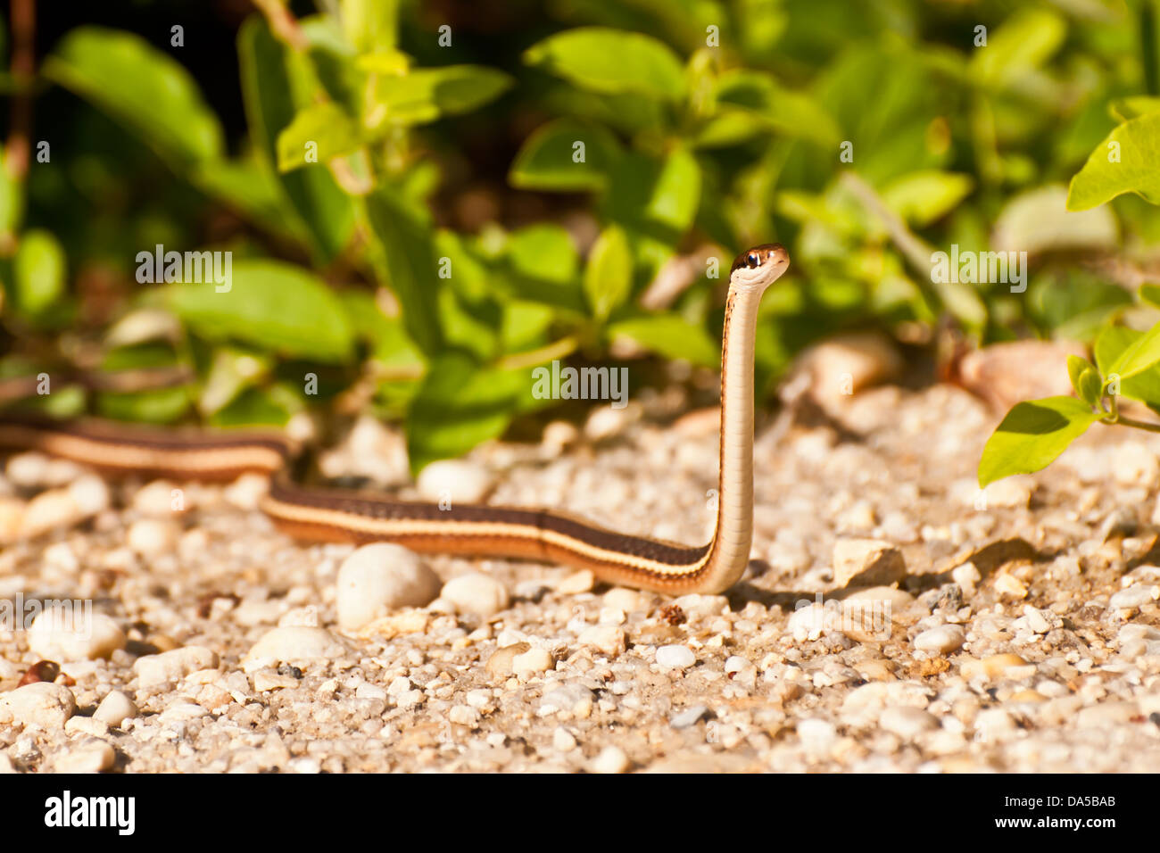 Eastern Ribbon Snake Stock Photo Alamy