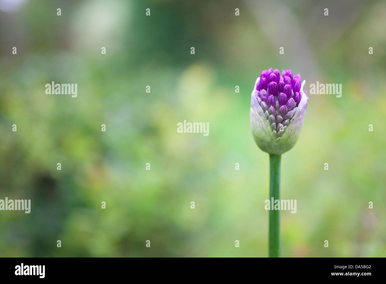 Allium purple flower head 'Drumstick Allium' opening Stock Photo