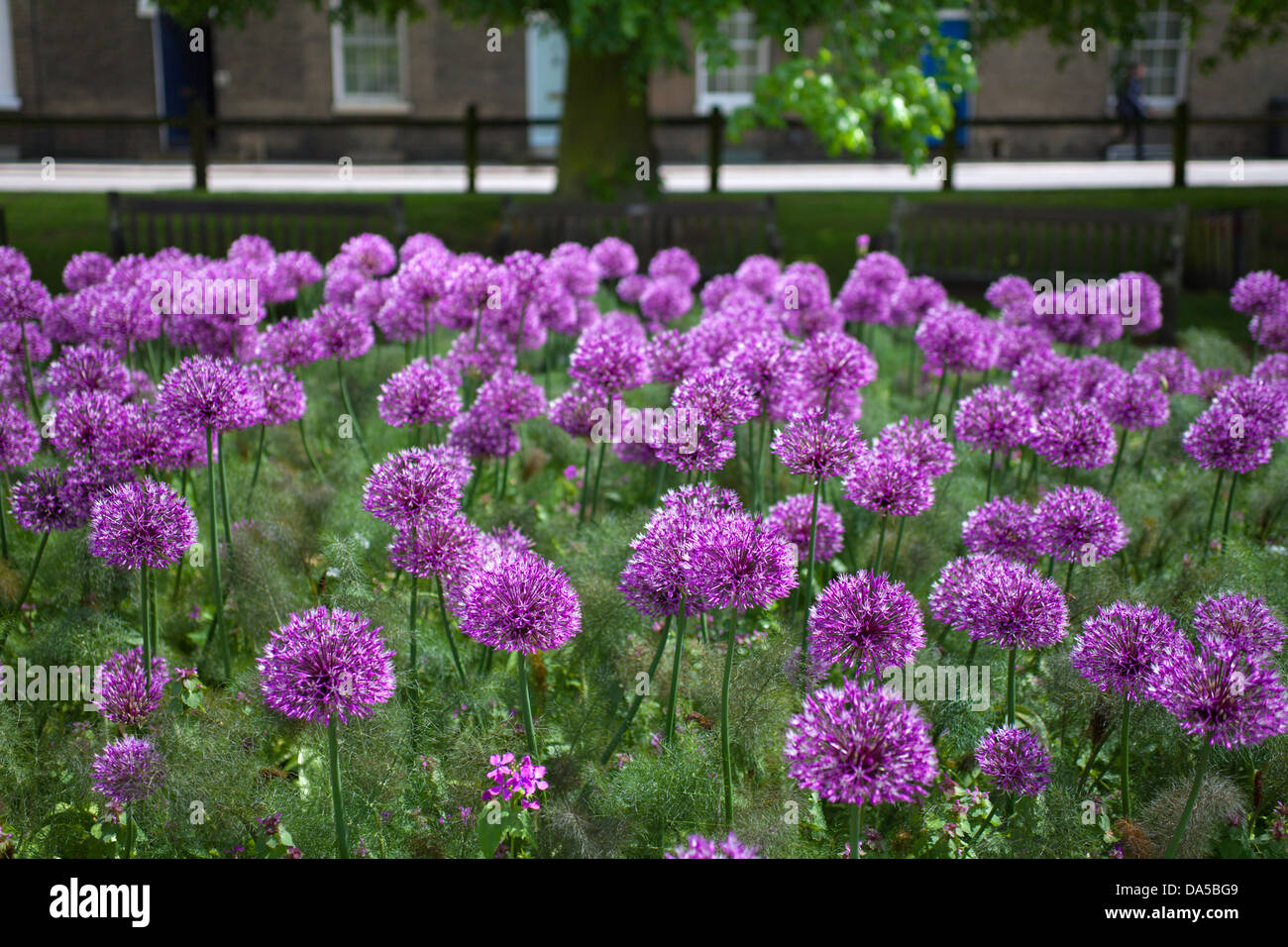 Allium purple flower heads Christ #39 s pieces park Cambridge UK Stock